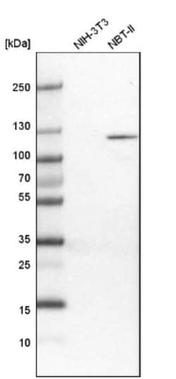 PYK2/FAK2 Antibody, Novus Biologicals 0.1mL; Unlabeled:Antibodies, Polyclonal